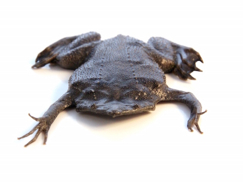 Surinam Toad For Sale, Surinam Toad For Sale Near Me, Surinam Toad For Sale Cheap, Surinam Toad For Sale, Surinam Toad For Saleuk, Surinam Toad For Sale Usa, Surinam Toad For Sale Europe, Surinam Toad For Sale Canada, Baby Surinam Toad For Sale